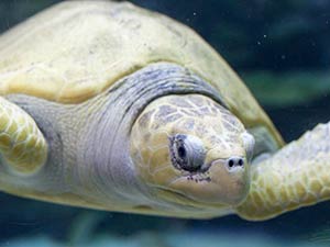 Аквариумные рыбки